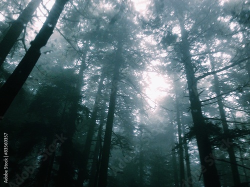 light shines through a mysterious, foggy forest