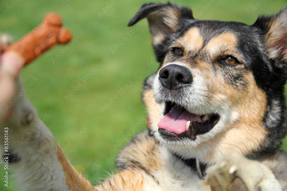 German Shepherd Mix Dog Begging for Treat German Shepherd Mix Dog Begging for Treat