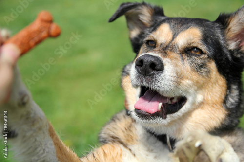 German Shepherd Mix Dog Begging for Treat photo