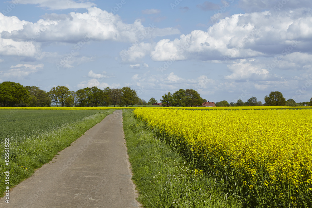 Obraz premium Feldweg mit Rapsfeld