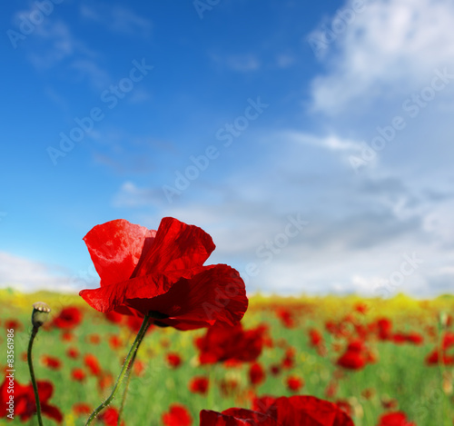 red poppy and wild flowers