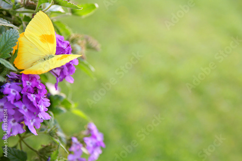 Yellow Butterfly on Purple Flowers Background #83562514