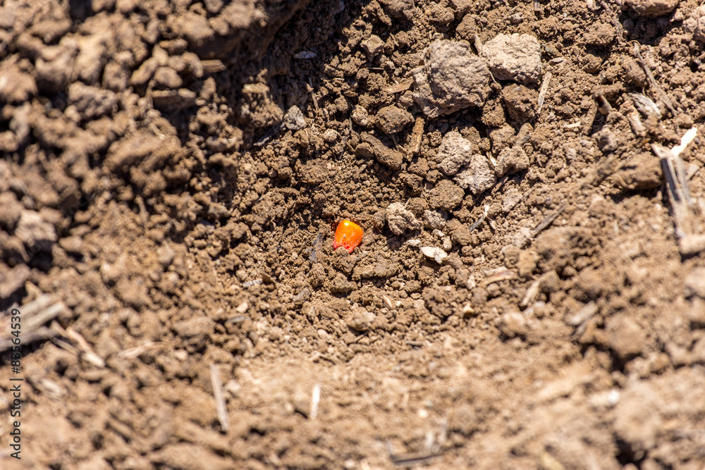 Corn seed Corn seed