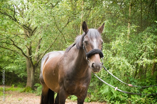 Beautiful Horse Posing for Camera