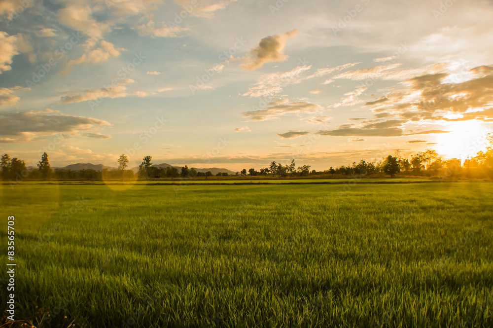 green paddy