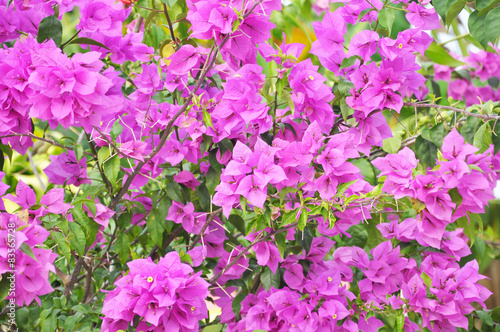 Soft Focus Of Purple Bougainvillea.