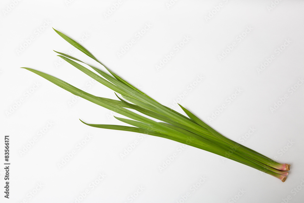菖蒲湯用のショウブ 菖蒲湯用のショウブ