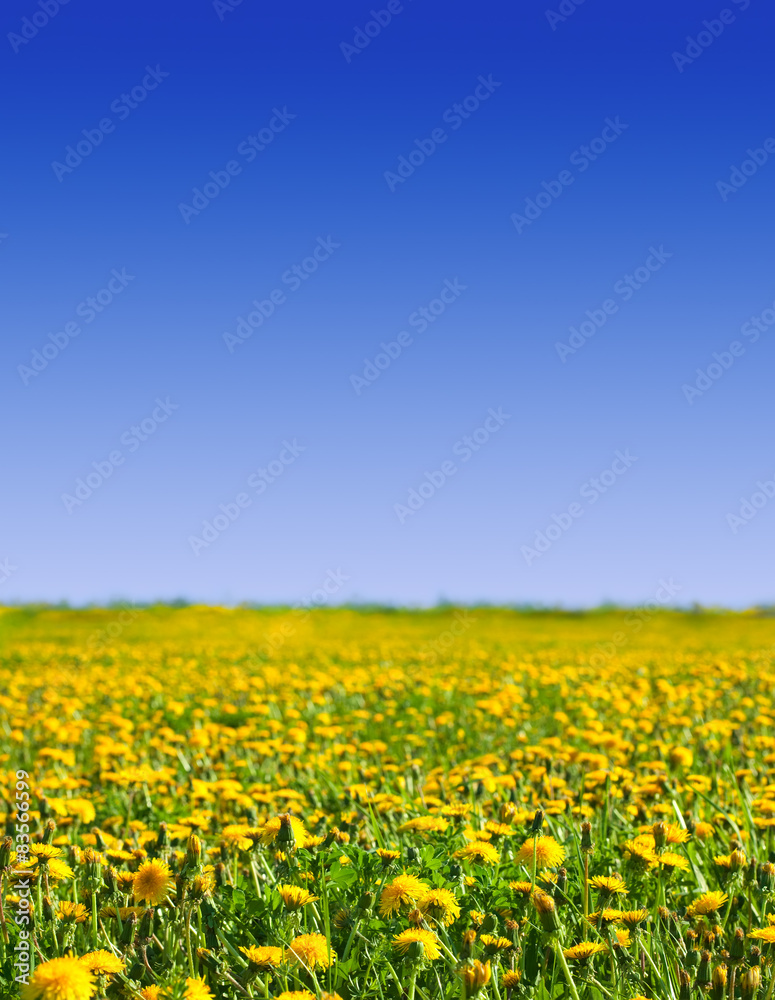 Obraz premium Summer landscape