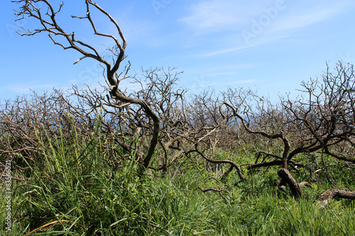 Wild Trees