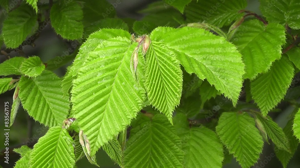 Close up Rain Soaked New Spring Leaves Close up Rain Soaked New Spring Leaves