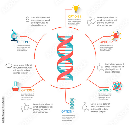 DNA structure infographic