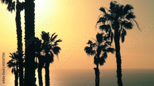 two groups of palm trees in the sun backlighting photo