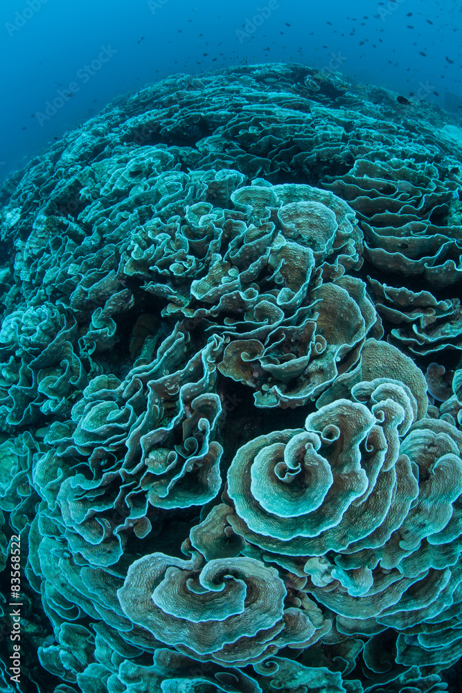 Naklejka premium Bleaching Coral Reef in Pacific
