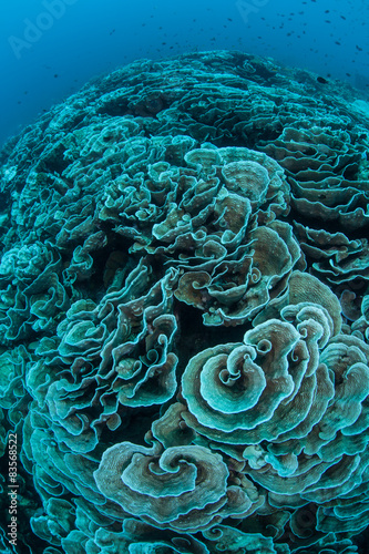 Bleaching Coral Reef in Pacific