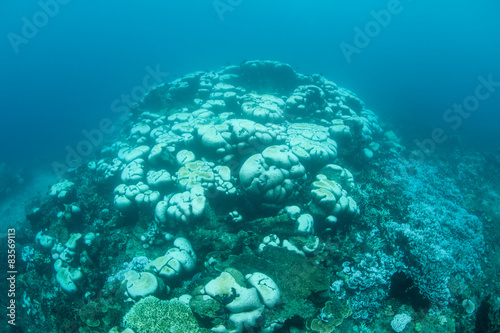 Bleached Coral Colony