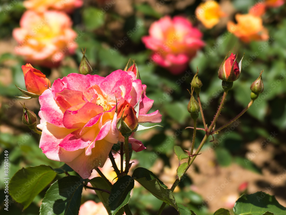 Obraz premium バラ