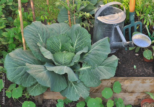 chou vert dans carré potager avec outil de jardinage