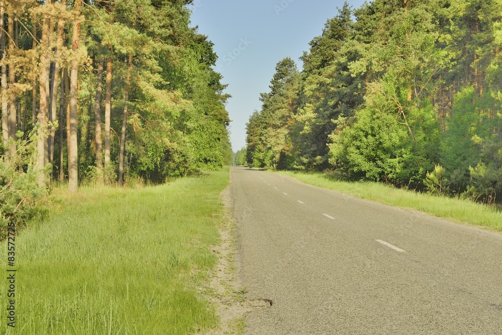 Fototapeta premium Дорога в красивом лесу