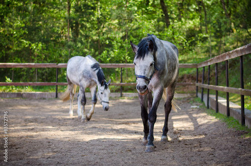 horses in paddock © vprotastchik