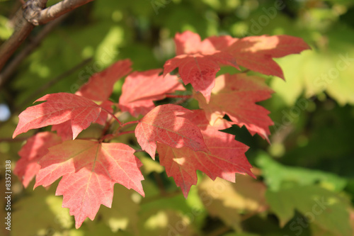 Autumn colors. Red and green leaves of viburnum