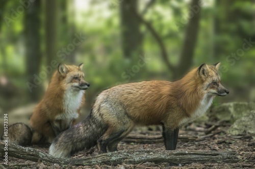 Red Foxes