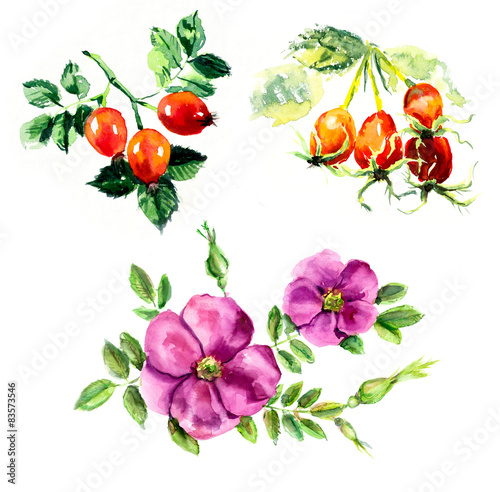 Fototapeta Naklejka Na Ścianę i Meble -  Branch dog-roses. Berries miniatures. Watercolor hand drawn illustration