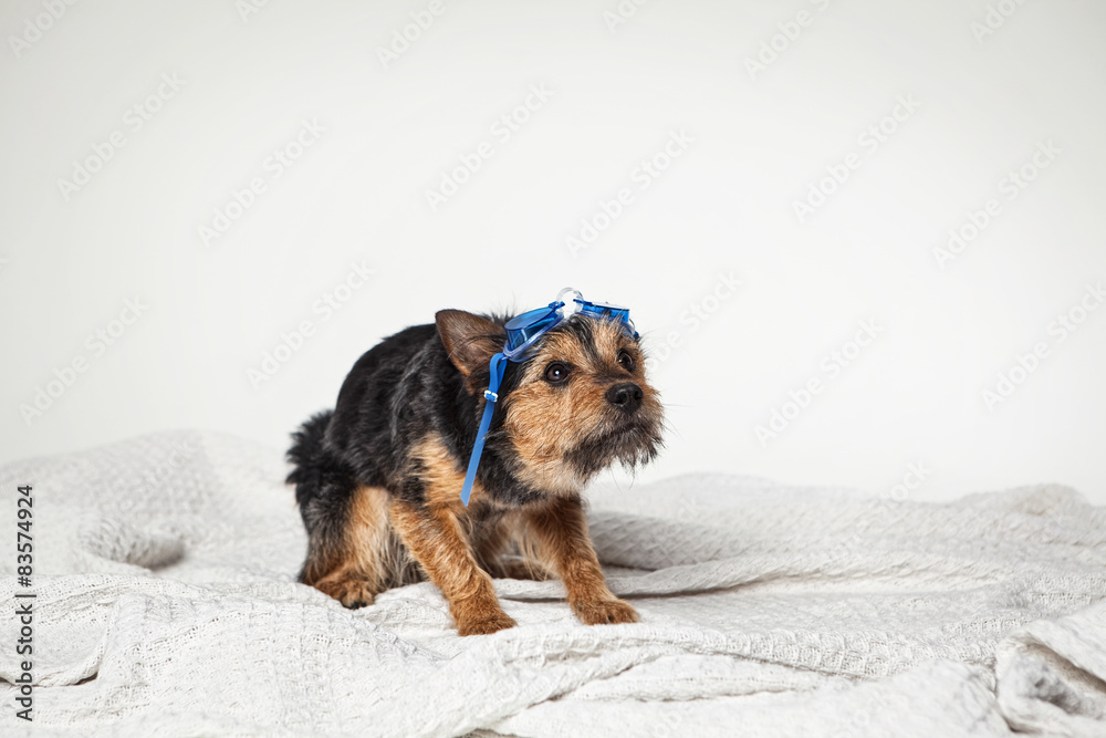 Hund mit Taucherbrille Stock Photo | Adobe Stock
