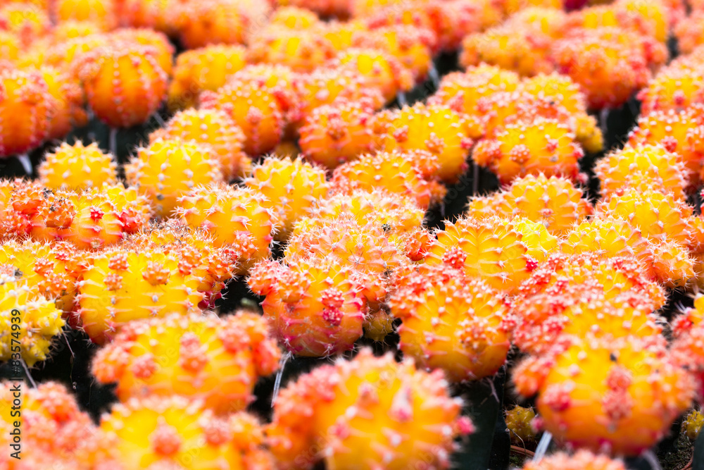 Yellow cactus pattern background and texture Yellow cactus pattern background and texture