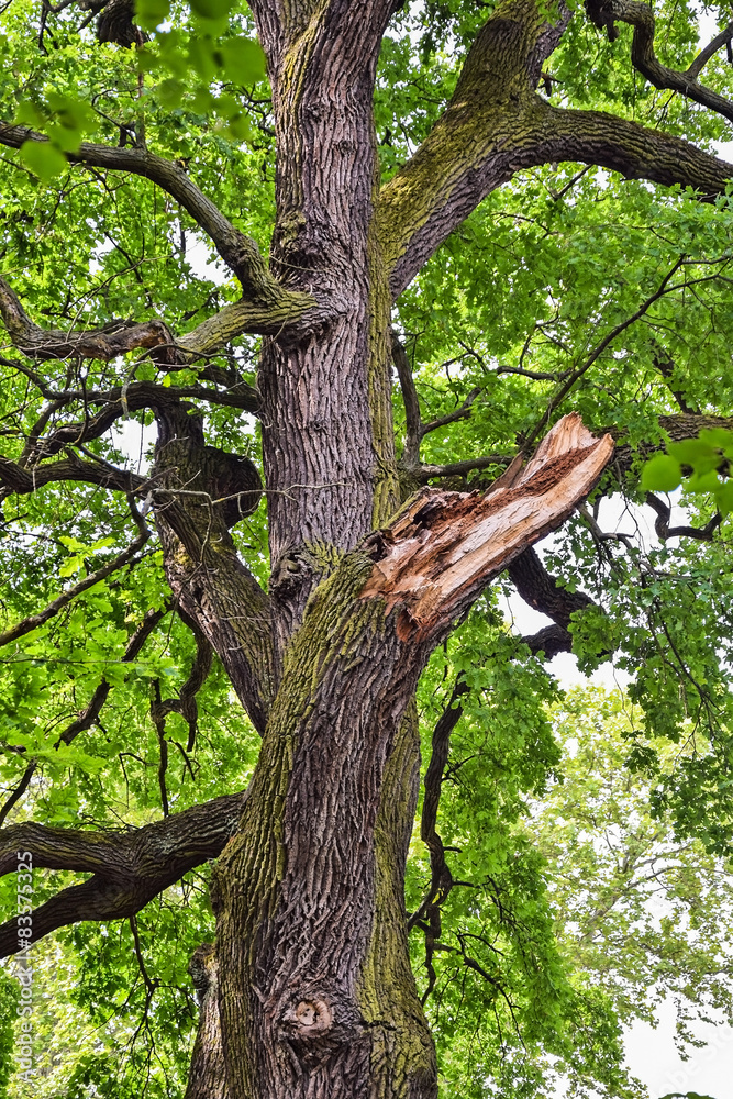 Fototapeta premium Broken tree in the woods