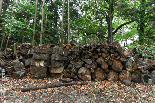 Wood logs on forest ground