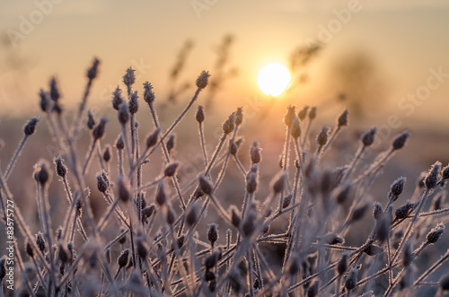 Piante controluce al mattino  photo