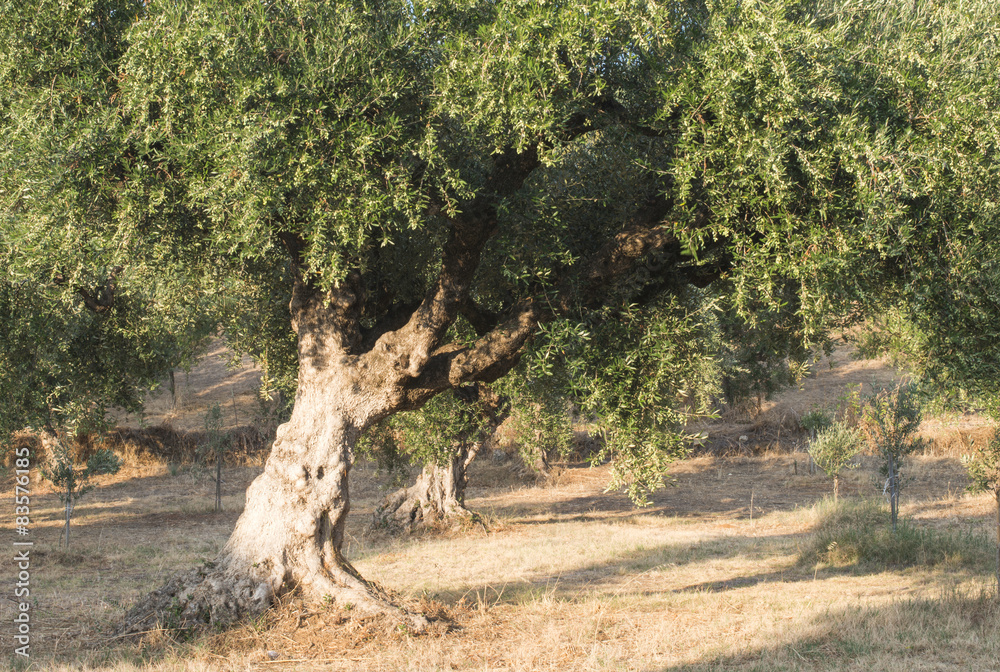 Fototapeta premium Olive trees in plantation