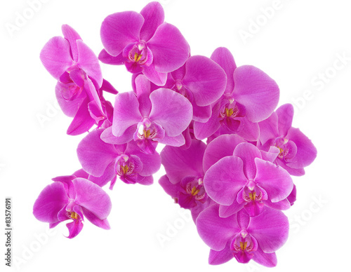 Orchid flowers.