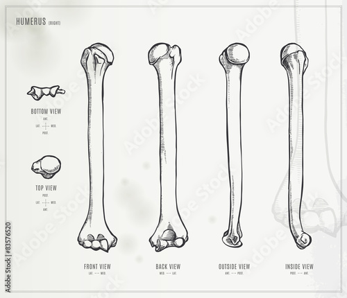 Humerus