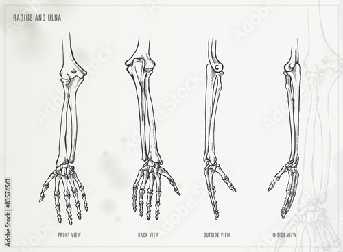 Ulna, radius and hand bones