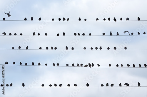 starlings