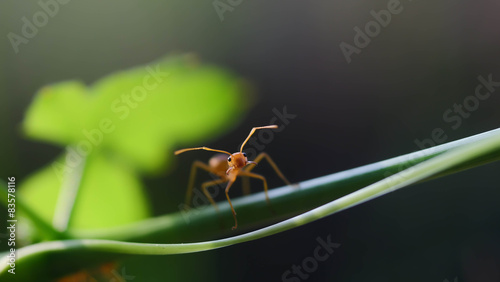 One ant is walking on a green leaf