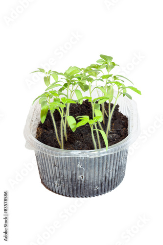 Seedlings of tomatoes in the box. Isolated object.