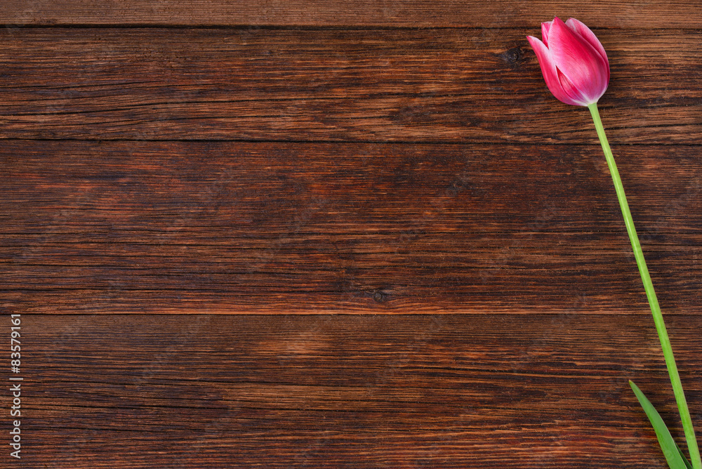 Pink tulip flower on wooden table background with copy space.