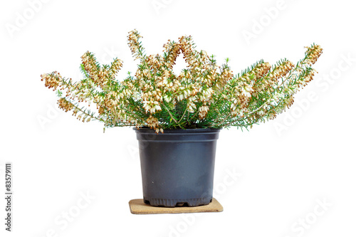 Erica in the pot. Common names "heath" and "heather"