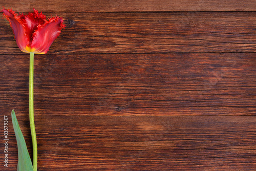 Fototapeta Naklejka Na Ścianę i Meble -  Red tulip flower on wooden table background with copy space.