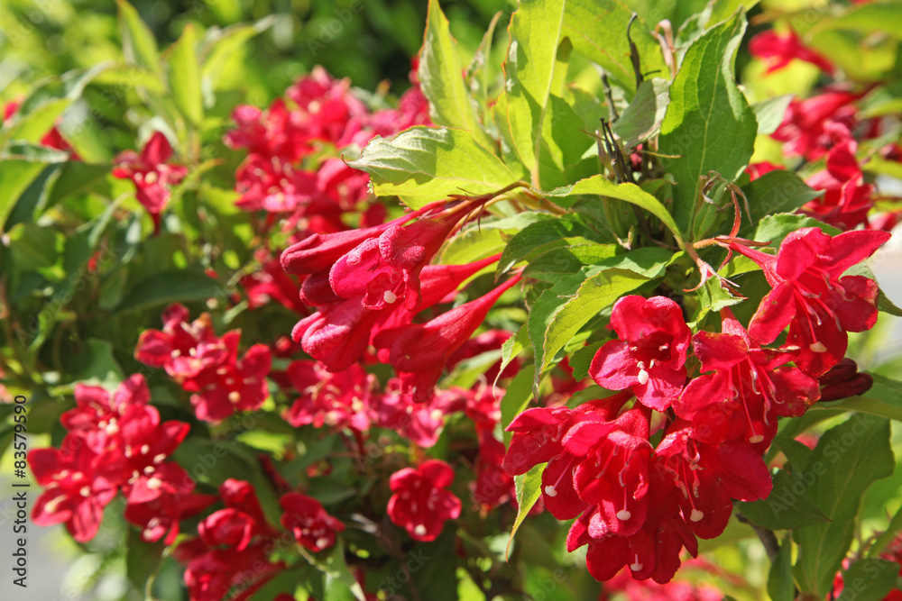 Weigelia 'Bristol Ruby' Weigelia 'Bristol Ruby'