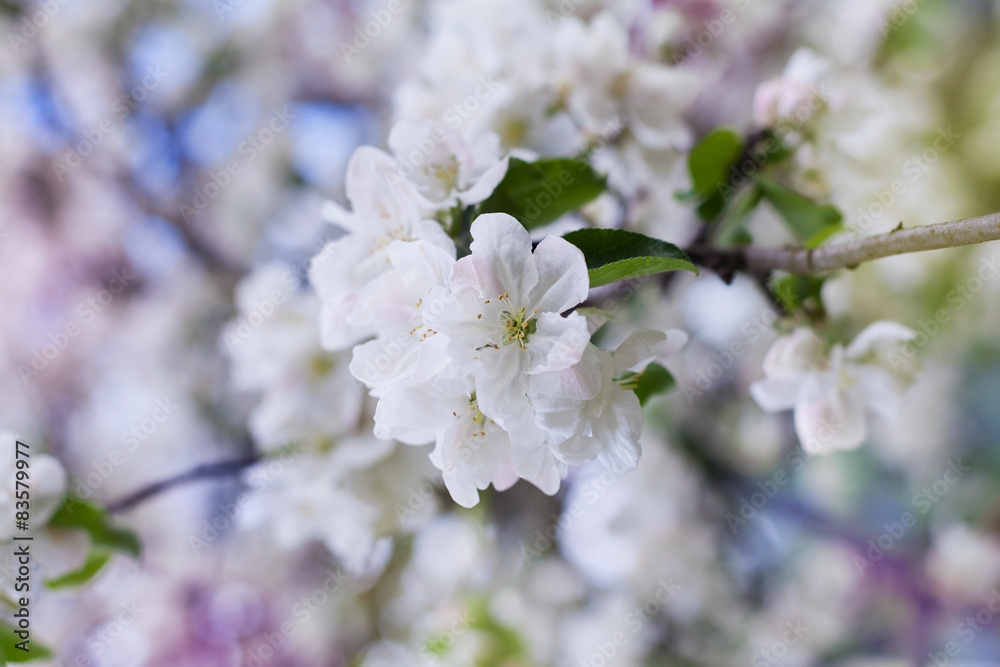 Obraz premium apple blossom branch with white flowers against beautiful bokeh background, lovely landscape of nature, selective focus
