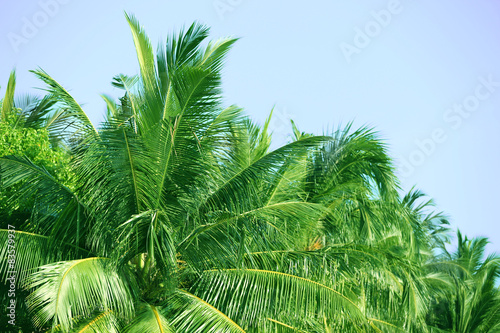 Palm leaves and blue sky  in resort