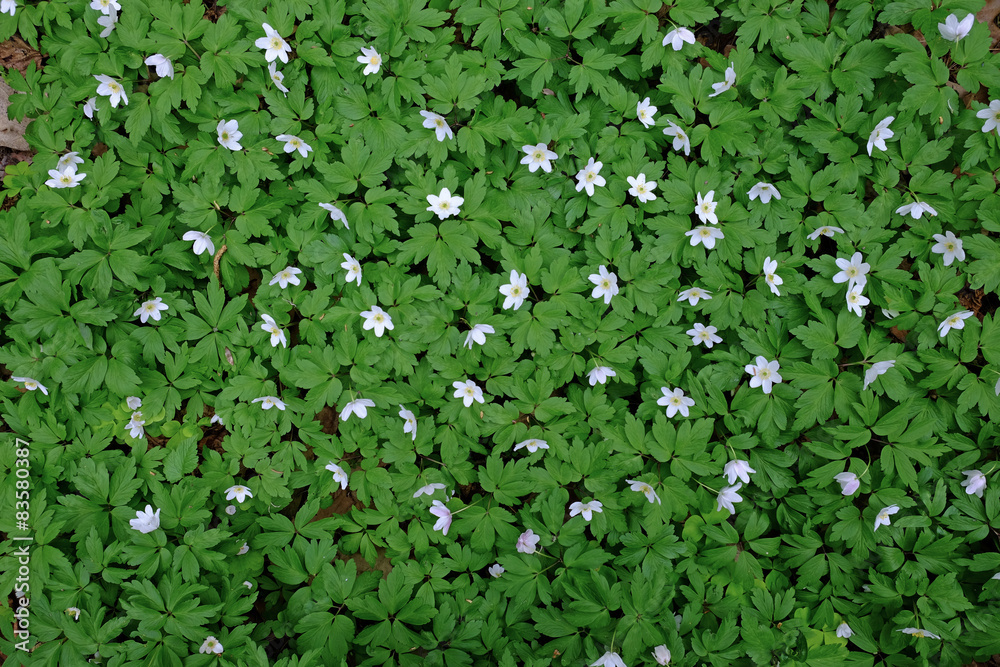 anemone forest anemone forest