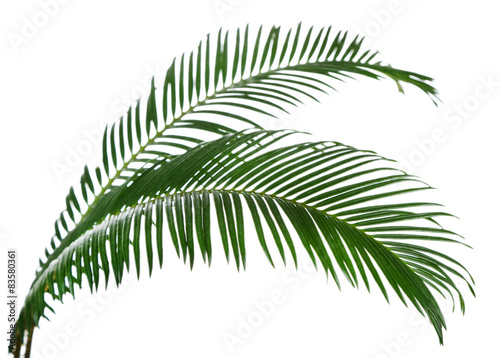 Green palm branches isolated on white
