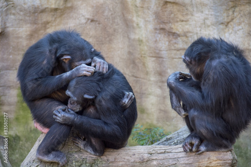 Chimpanzees in Fuengirola Biopark photo
