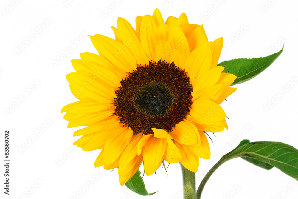 Obraz premium sunflower