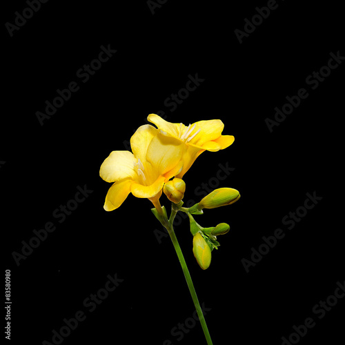 Yellow freesia flowers, black background.