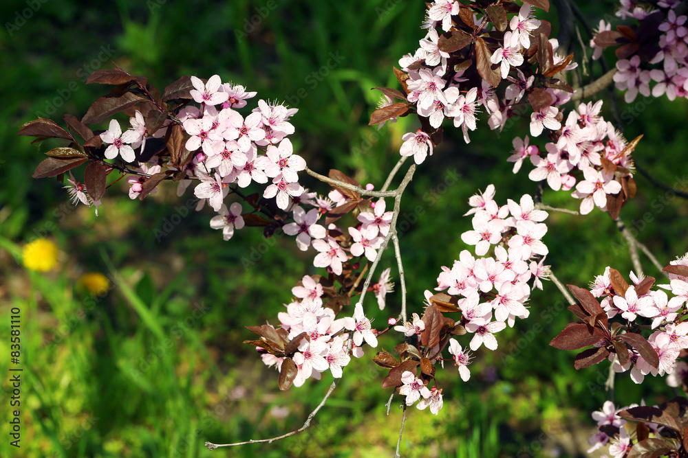 Blooming tree twigs with pink flowers in spring Blooming tree twigs with pink flowers in spring